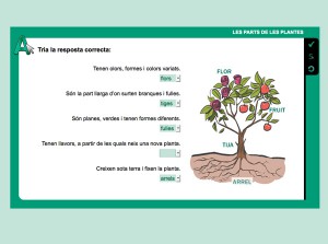 Activitats interactives